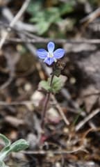 Early Speedwell (Veronica praecox)