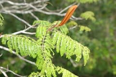 African milk bush (Bussea)