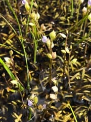 Swamp Bladderwort (Utricularia uliginosa)