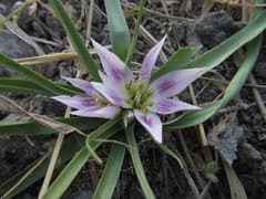 Spring Starflower (Androcymbium)