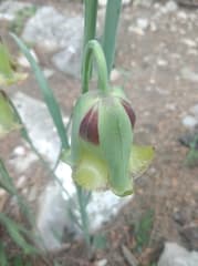 Turkish Crown Imperial (Fritillaria acmopetala)