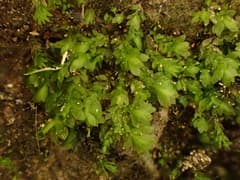 Beever's Tail (Beeveria)