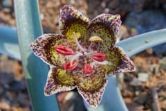 Fritillary (Fritillaria)