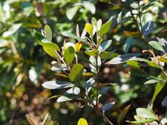 Downy Rose Myrtle (Rhodomyrtus tomentosa)