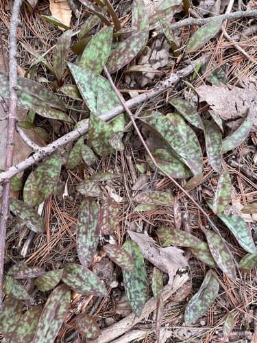 Trout Lily (Erythronium americanum)