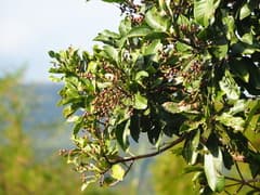 Little Gooseberry Tree (Buchanania arborescens)