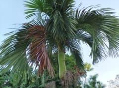 Fiji Fan Palm (Carpoxylon)