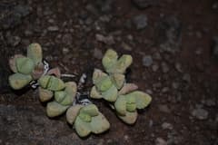 African milk bush (Bolusia)