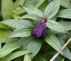 Kamchatka Fritillary (Fritillaria camschatcensis)