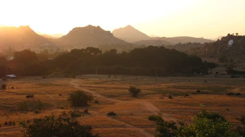 Audrey Ficus (Ficus benghalensis)