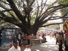 Sacred Fig (Ficus religiosa)