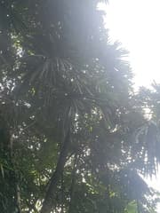 Rattans (Borassodendron)