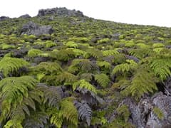 Tree Fern (Alsophila)