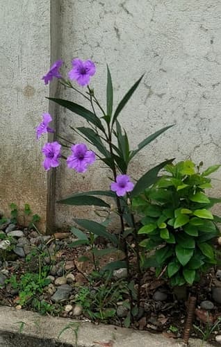 Mexican Petunia (Ruellia brittoniana)