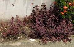 Brazilian joyweed (Alternanthera brasiliana)