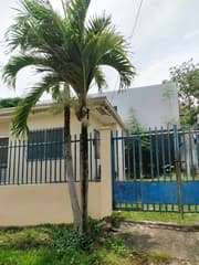 Palm (Adonidia)