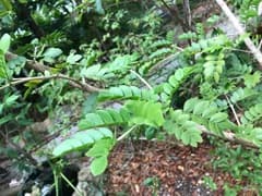 Lignum Vitae (Guaiacum sanctum)