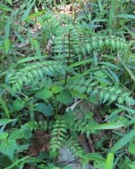 Japanese Pepper (Zanthoxylum piperitum)