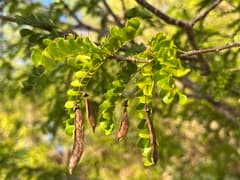 Pictetia cordifolia (Pictetia)