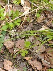 Thinleaf Sedge (Carex strigosa)