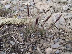 Agrostis tolucensis (Agrostis tolucensis)