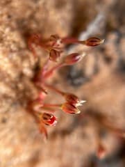 Rushleaf (Juncinella)