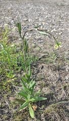 False flax (Camelina microcarpa)