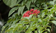 West Indian Angelica Tree (Aralia excelsa)