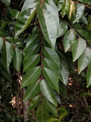 Orange Jessamine (Murraya crenulata)