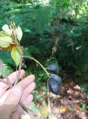False Aralia (Turrillia)