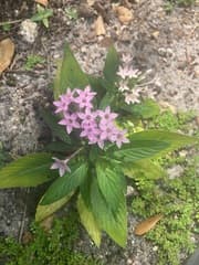 Egyptian Starcluster (Pentas)