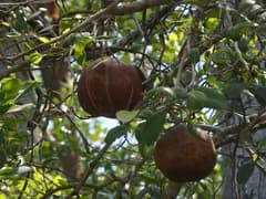 Cannonball Mangrove (Xylocarpus granatum)