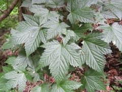 Hornbeam Maple (Acer argutum)
