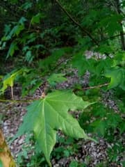 Cappadocian Maple (Acer cappadocicum)