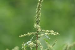 Spiny Amaranth (Amaranthus spinosus)