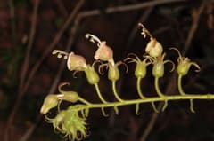 Prayer plant (Otophora)