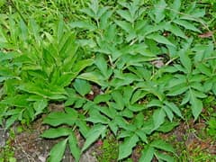 Japanese Angelica (Angelica pubescens)