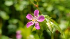 Shining Cranesbill (Geranium lucidum)