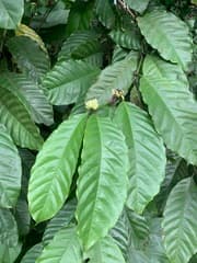 Liberica Coffee (Coffea liberica)