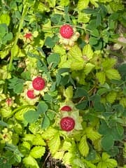 Mock Strawberry (Potentilla indica)