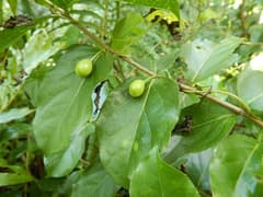 Bearded Cyclophyllum (Cyclophyllum barbatum)