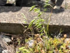 Corn Brome (Bromus squarrosus)