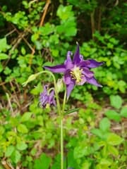 Mountain Columbine (Aquilegia dumeticola)