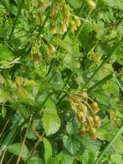 Sicilian Honey Garlic (Allium siculum)