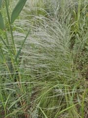 Stipa brauneri (Stipa brauneri)