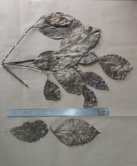 Beilschmiedia wightii (Beilschmiedia wightii)