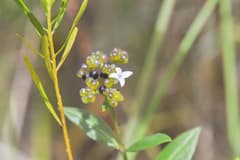 False iresine (Declieuxia)