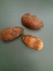 False Pepper (Dennettia)