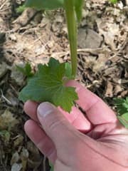 White Bryony (Bryonia alba)