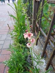 Purple Mullein (Verbascum phoeniceum)